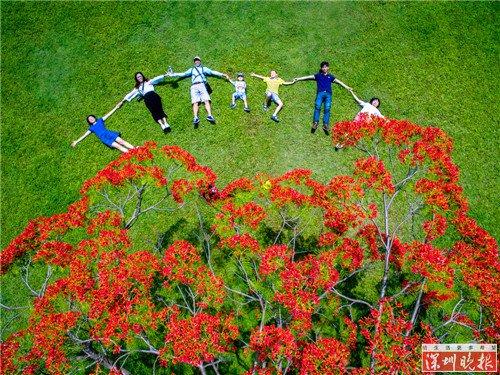 ▲缪华－凤凰花开－Phantom3professional