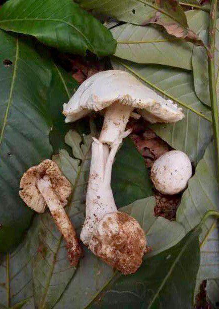 ▲这就是俗称 " 白毒伞 " 的剧毒蘑菇，在深圳的这个季节很常见。