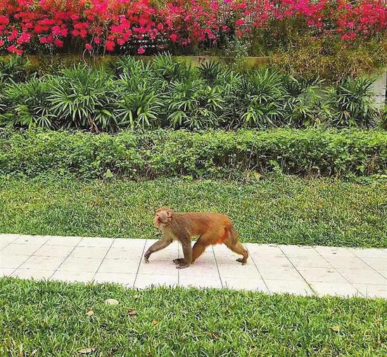 市民在福田中心区雅颂居见到的野生猕猴。