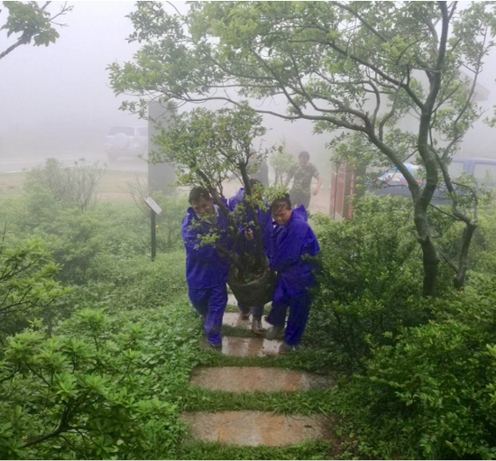 梧桐山人冒着大雨抬树苗上山。