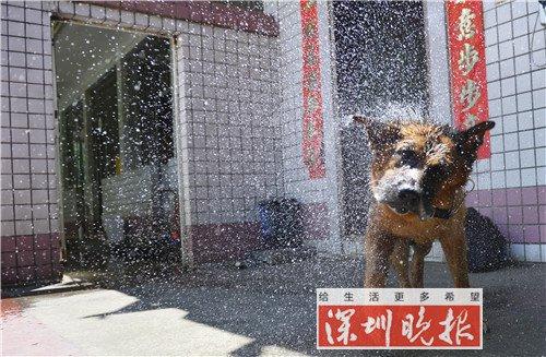 ▲洗完澡后的警犬抖落身上的水滴