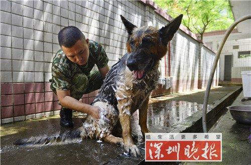 ▲训导员袁志锋正在为警犬洗澡