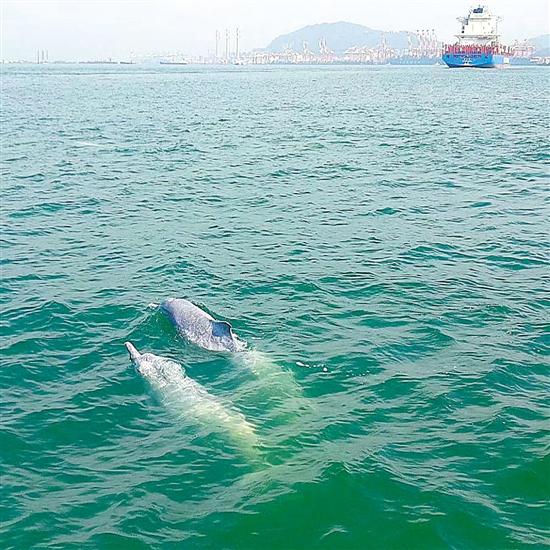 白海豚出现在深圳海域