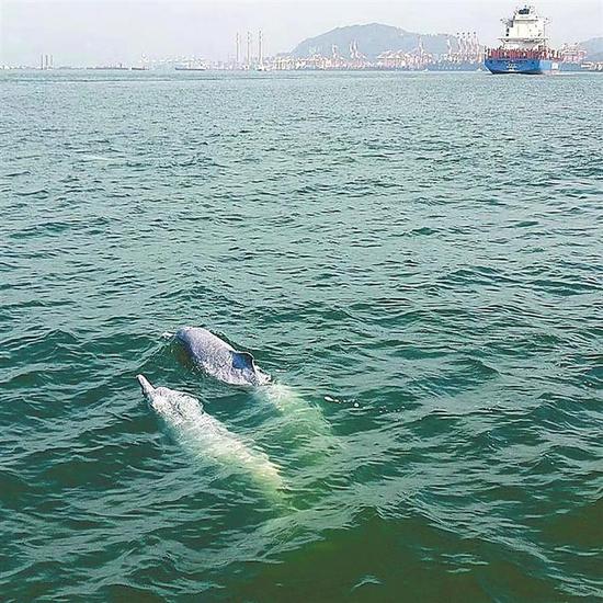 ◀欢快游弋的中华白海豚。
