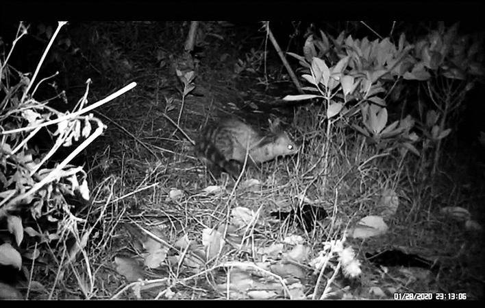  ▲在福田生态公园南区发现的小灵猫。