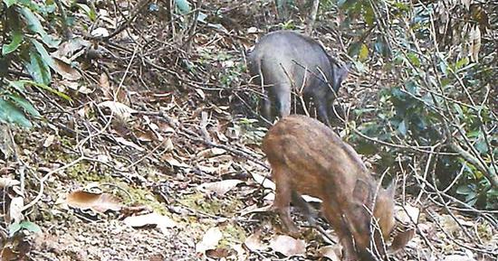 野猪视频 652c-iwhseiu1529392.jpg