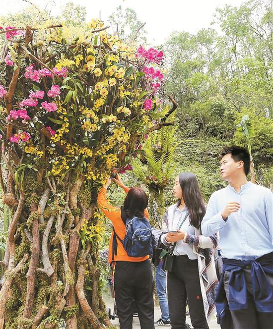 ◀台风“山竹”吹落的树枝成了花展的布展原料。