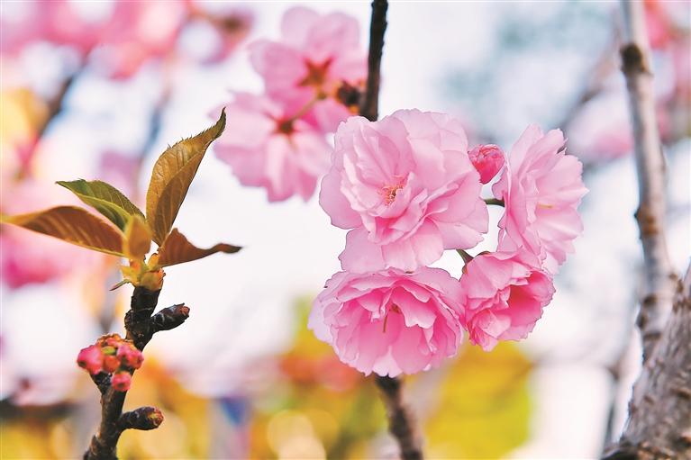 近日，深圳多个樱花园的樱花盛开，吸引了许多游人前来观赏