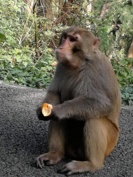 ▲胖猴子 “ 肥仔 ” 正在剥橘子吃。