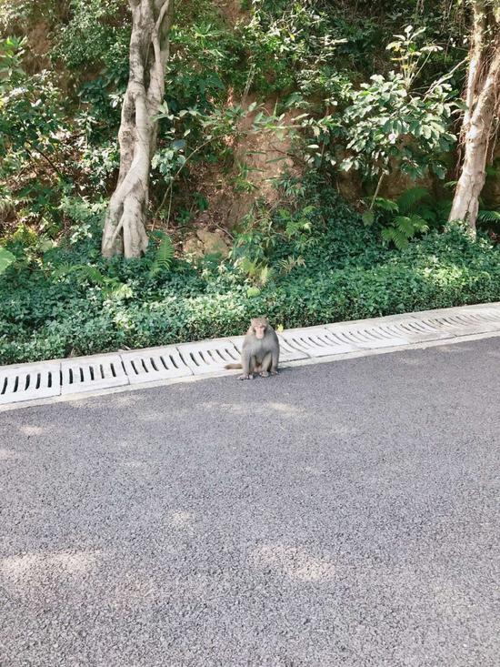 ▲猴子蹲在公园路边向游玩市民讨吃的。