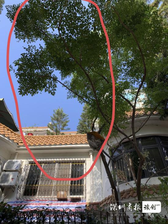 林先生家中的树，可以看到树木已约有7、8米高，部分树枝伸到了隔壁邻居院子上方区域。