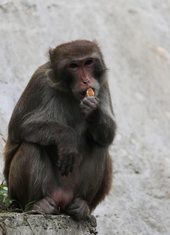 ▲猴子正吃着市民投放的食物。