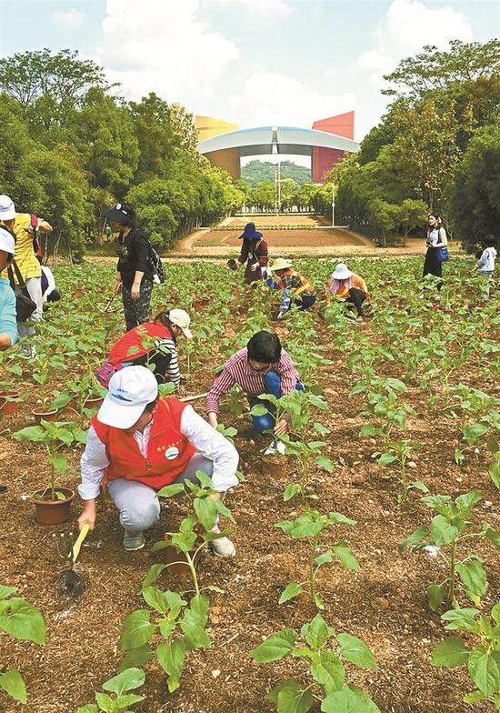 市民将盆里的向日葵苗移植到地里。 深圳晚报记者 陈龙辉 通讯员 崔嵩 摄