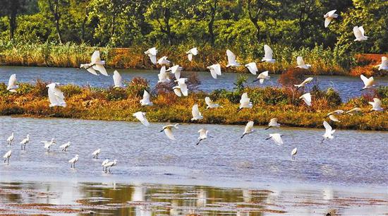 宝安海上田园红树林湿地是鸟类栖息嬉戏的天堂。