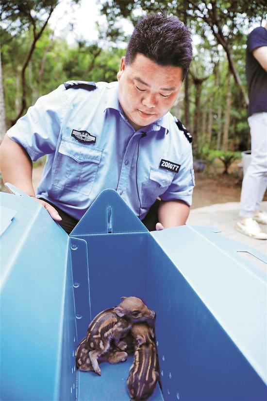 ▲梧桐山巡防员救助的三只小野猪。 深圳晚报记者 陈玉 摄