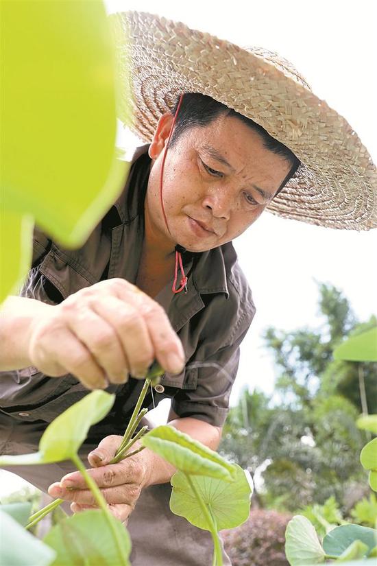 工人修剪碗荷。