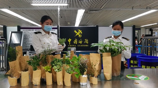 深圳海关从旅客行李中截获的非洲大蜗牛、植物种苗