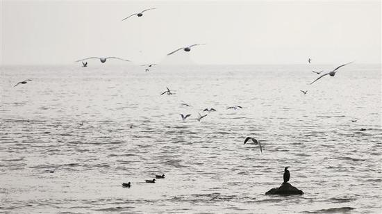 1 候鸟回归深圳湾，美得宛如一幅水墨画。