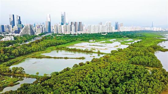 俯瞰深圳红树林自然保护区。(新华社资料图片)