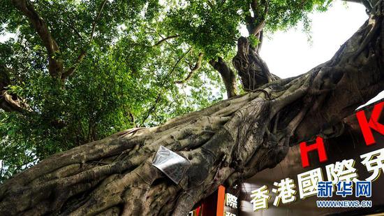5月18日在中英街拍摄的扎根在深圳、树荫在香港的榕树。 新华社记者 刘洁 摄