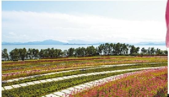 ▲花海造就 “ 面朝大海，春暖花开 ” 的诗意景象。