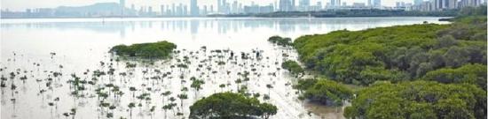 处于城市腹地的福田红树林自然保护区是深圳靓丽生态名片。《深圳自然大片今日首发!水准堪比BBC》视频截图