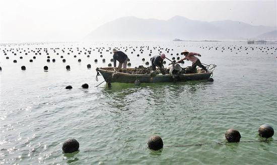  沙井人利用海区养蚝。