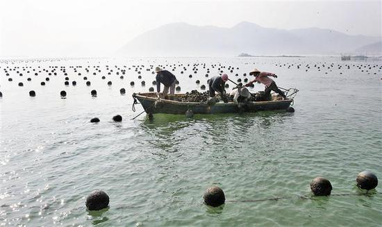 沙井人利用海区养蚝。
