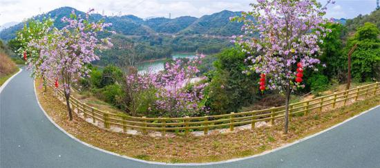 △阳台山绿道宫粉紫荆