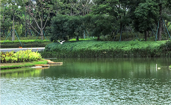 茅洲河鹅颈水湿地公园。(图源:深圳光明)