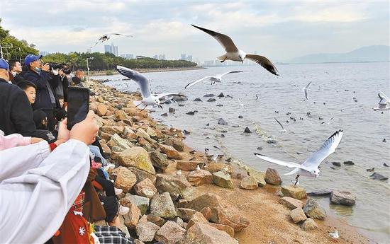 昨天，红树林海滨生态公园吸引了众多市民和游客前来观鸟。 深圳商报记者 廖万育 摄
