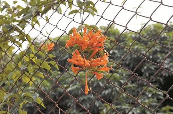 3。长源村附近的边防线尚存的铁丝网上，娇艳的鲜花充满了生机。深圳晚报记者 陈玉 摄