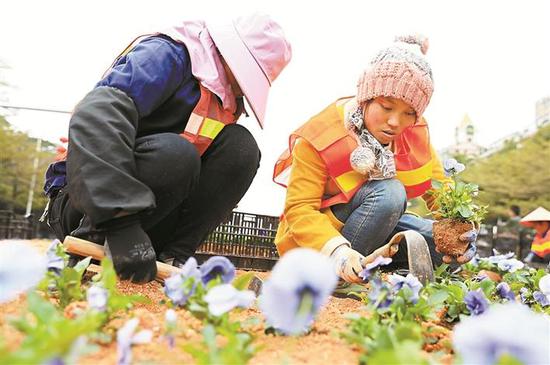 绿化人员正在深南大道种植鲜花。