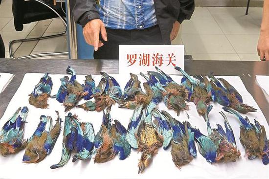 ▲3名旅客偷带45只“佛法僧”鸟尸体入境，被罗湖海关查获。