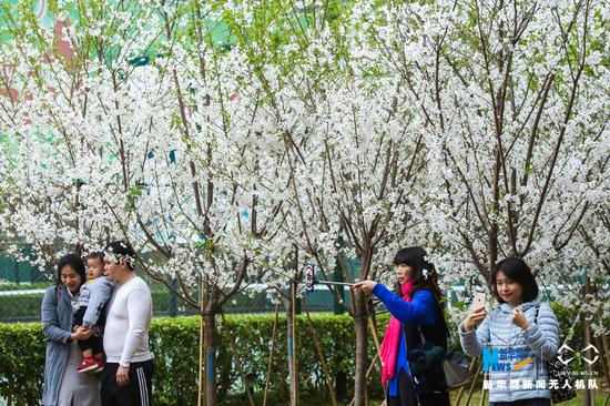 游客在樱花树前拍照留影。新华网发（缪华 摄）
