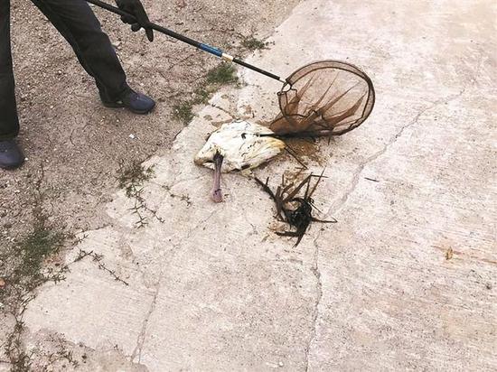 ▲2018年1月23日在香港米埔22号基围被发现的黑脸琵鹭亚成鸟，因被踩盘夹子夹伤已经死亡。 香港米埔自然保护区供图