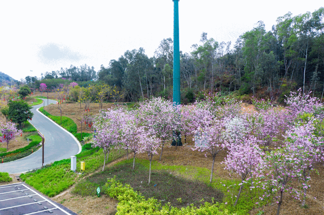 △人才绿道紫荆树