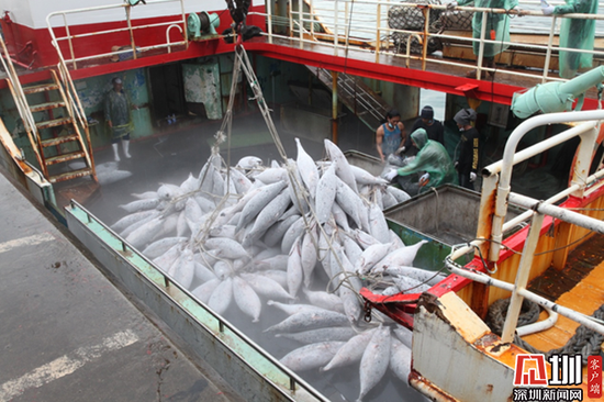 260吨金枪鱼经由盐田港口岸入境