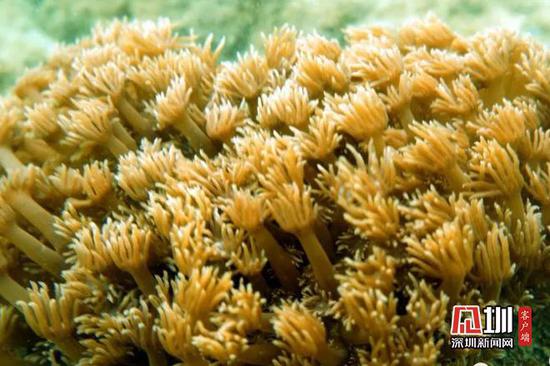 梅沙海底的珊瑚