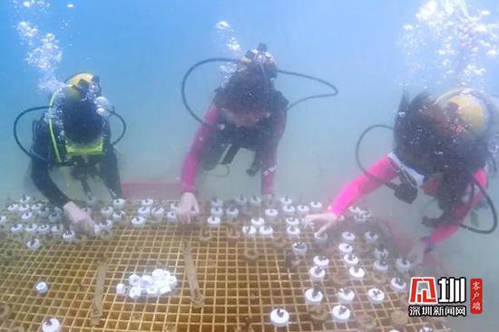 志愿者潜入海底 人工种植珊瑚