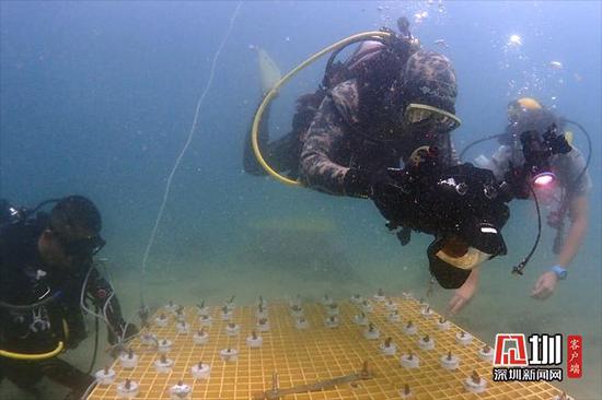 志愿者潜入海底 人工种植珊瑚