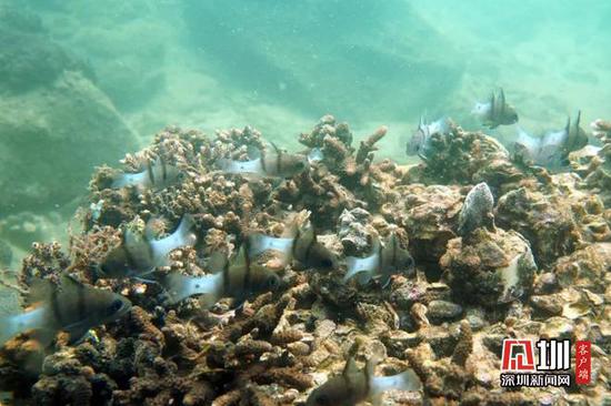 梅沙海域的人工种植的珊瑚长势良好