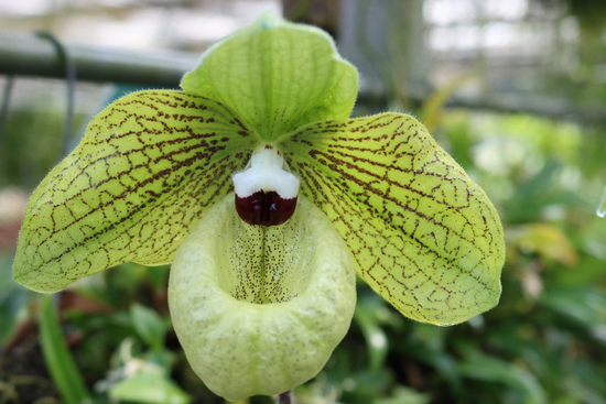 麻栗坡兜兰Paphiopedilum malipoense国家Ⅰ级保护