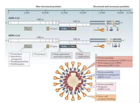 冠状病毒的主要结构蛋白及非结构蛋白
（Zumla et al., 2016）