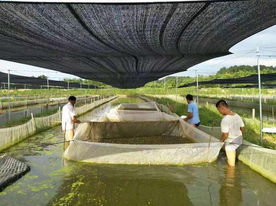 龙川县珠塘村牛蛙养殖产业扶贫项目