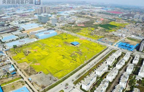 杨官寨遗址庙底沟文化墓地发掘区