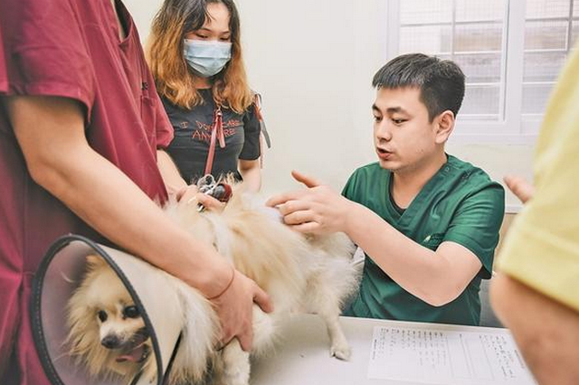 花费数万治爱宠你愿意吗?