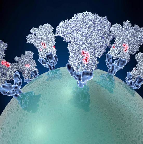 电镜结构：冠状病毒和宿主受体结合
（Nature，2016）