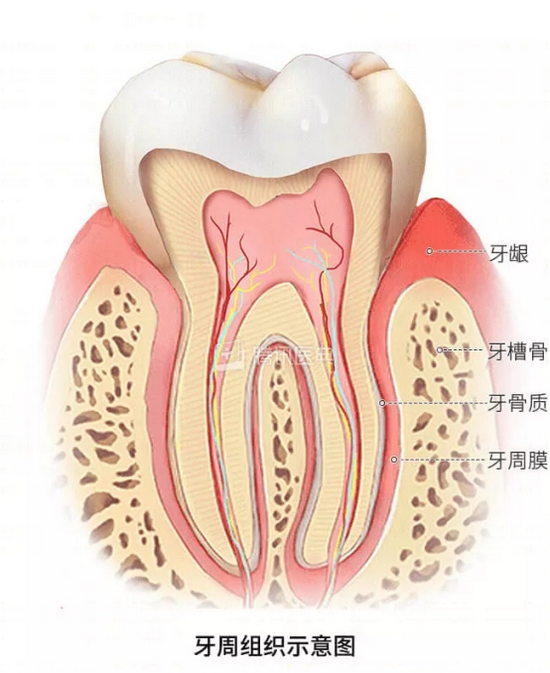 (图源:腾讯医典)
