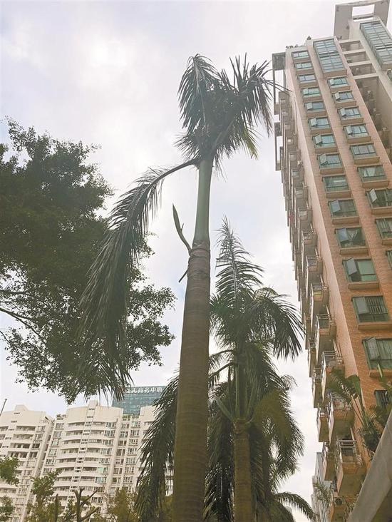 ▲路边大王椰树的枯枝向下垂着,摇摇欲坠。 深圳晚报实习生 刘洁 摄